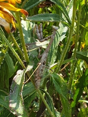 Stagmomantis carolina