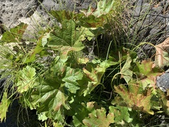 Darmera peltata