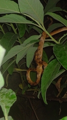 Leptodeira polysticta