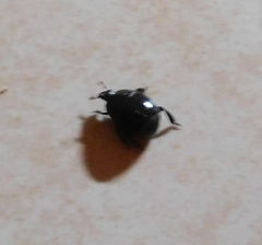 Histeridae