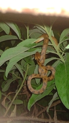 Leptodeira polysticta