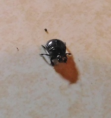 Histeridae