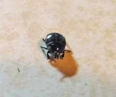 Histeridae