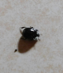 Histeridae