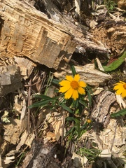Coreopsis grandiflora