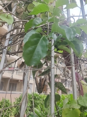 Aristolochia gigantea