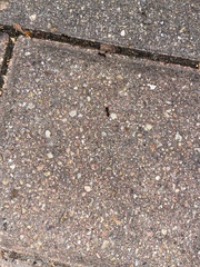 Tetramorium