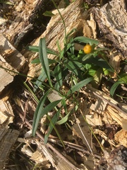 Coreopsis grandiflora