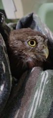 Glaucidium brasilianum