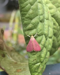 Pyrausta inornatalis