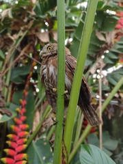 Glaucidium brasilianum