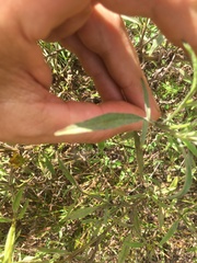 Coreopsis grandiflora