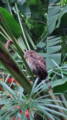 Glaucidium brasilianum