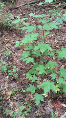Acer floridanum