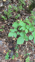 Toxicodendron radicans