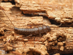 Tricholepidion gertschi