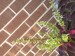 Coleus