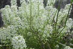 Lepidium alyssoides