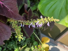Coleus