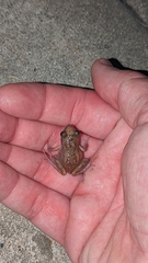 Eleutherodactylus campi