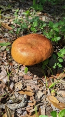 Pulchroboletus rubricitrinus