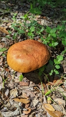 Pulchroboletus rubricitrinus