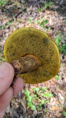 Pulchroboletus rubricitrinus