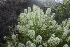 Lepidium alyssoides