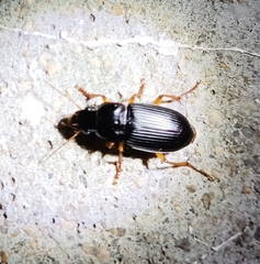 Pseudoophonus
