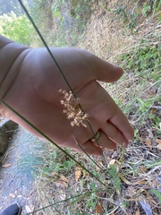 Juncus patens