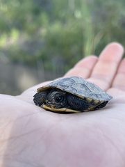 Emydoidea blandingii