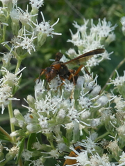 Polistes rubiginosus