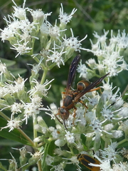 Polistes rubiginosus