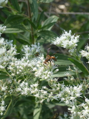 Polistes rubiginosus