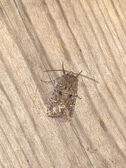 Lacinipolia renigera