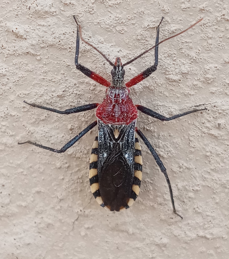 Cosmoclopius poecilus