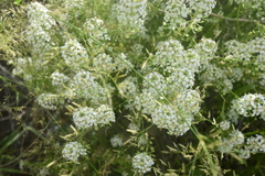 Lepidium alyssoides