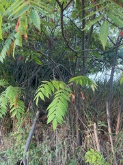 Rhus typhina