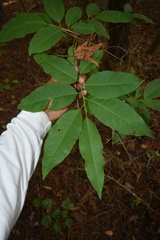 Oxydendrum arboreum