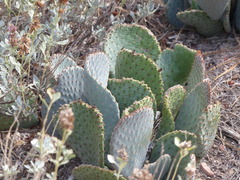 Opuntia basilaris basilaris