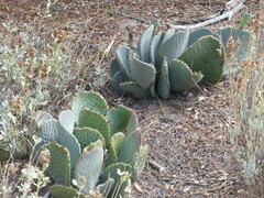 Opuntia basilaris basilaris