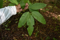 Oxydendrum arboreum
