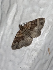 Xanthorhoe ferrugata