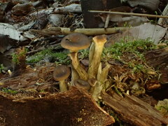 Pseudoarmillariella ectypoides