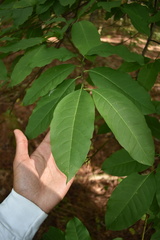 Oxydendrum arboreum