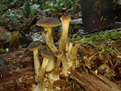 Pseudoarmillariella ectypoides