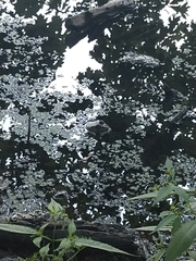 Lithobates catesbeianus