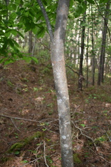 Oxydendrum arboreum