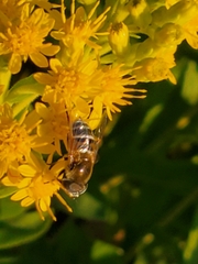 Eristalis stipator