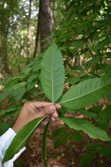 Oxydendrum arboreum